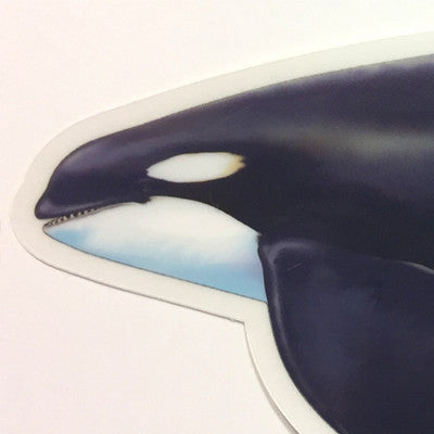 Bull Orca aka Killer Whale - 7"