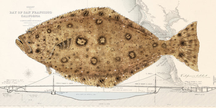 Halibut