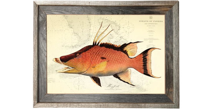 Hogfish