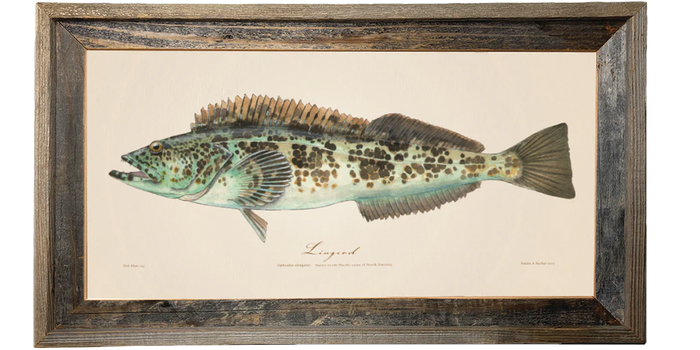 Lingcod 113