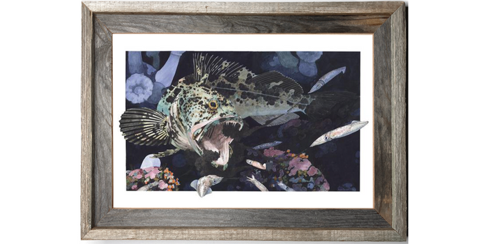 Lingcod Ambushing Squid