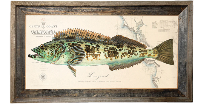 Lingcod