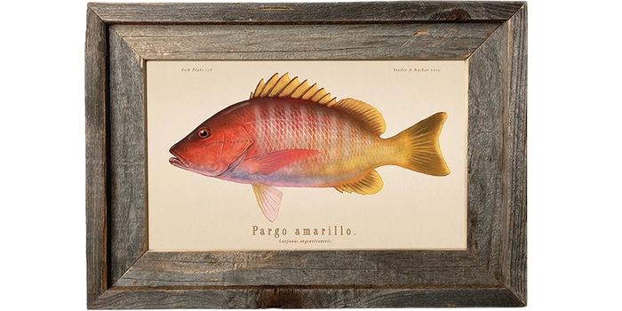 Pargo Amarillo