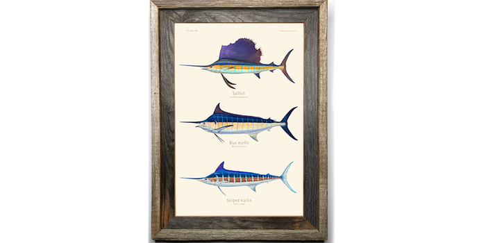 Sailfish, Blue Marlin, Striped Marlin 306