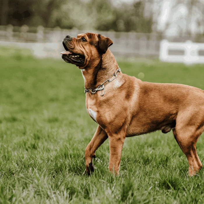 Brown dog standing alert in a grassy field wearing a metal chain collar, looking to the side with mouth open.