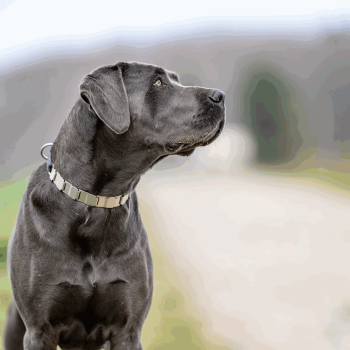 Gray dog wearing a collar with a blurred background