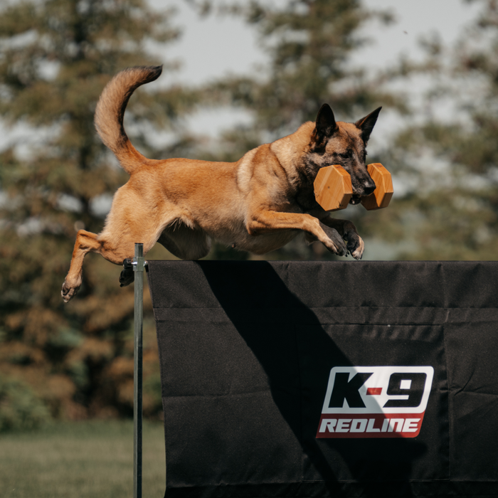 Video Coaching for Competition Sports and Pet Dog Obedience