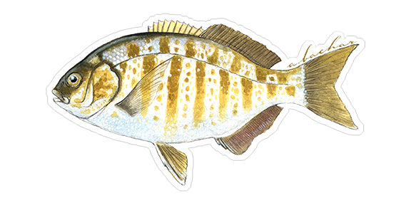 Barred Surfperch - 6.5"