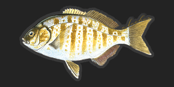 Barred Surfperch - 6.5"