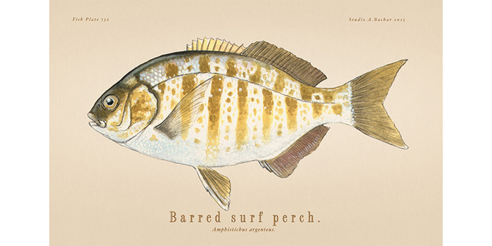 Barred Surfperch
