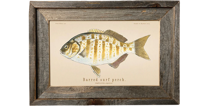 Barred Surfperch