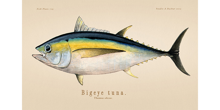 Bigeye Tuna