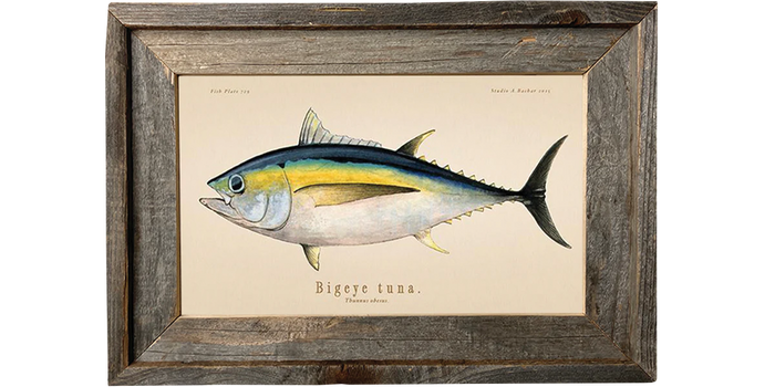 Bigeye Tuna