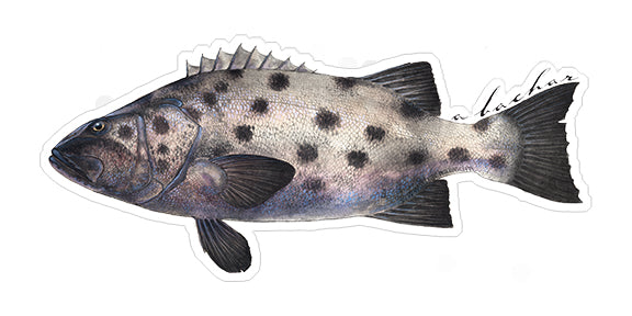 Black seabass - 9"