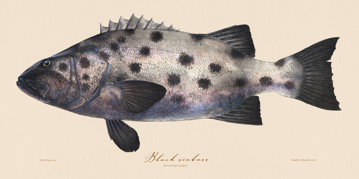 Black Seabass