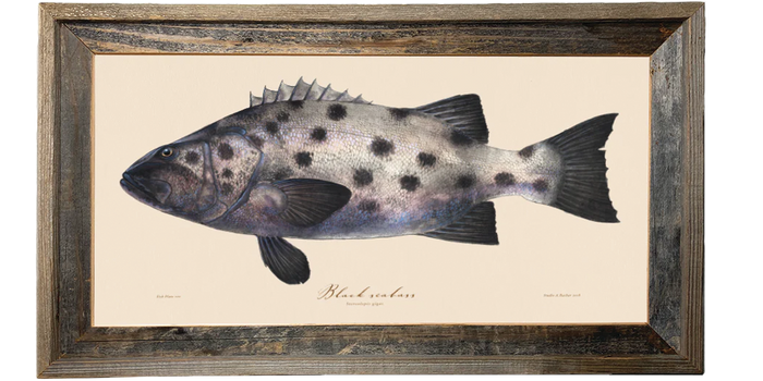 Black Seabass