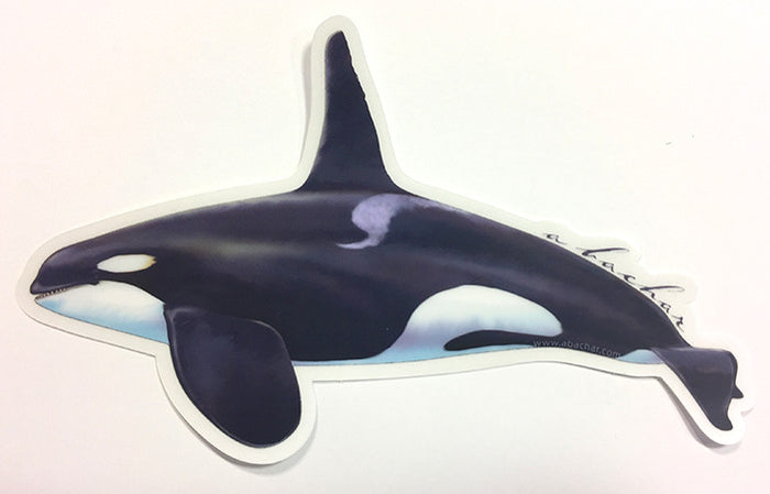 Bull Orca aka Killer Whale - 7"