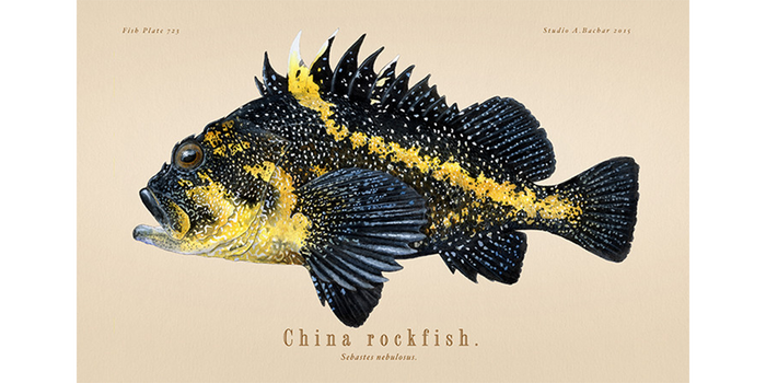 China Rockfish
