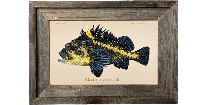 China Rockfish