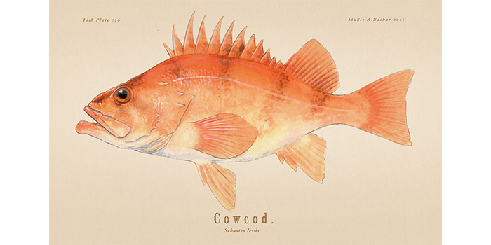 Cowcod