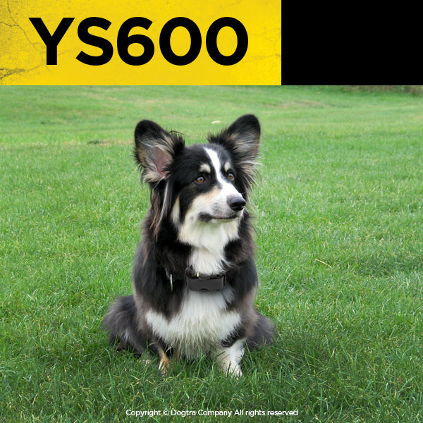 Dogtra YS600 No Bark