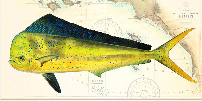 Dorado