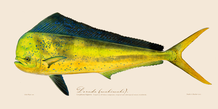 Dorado
