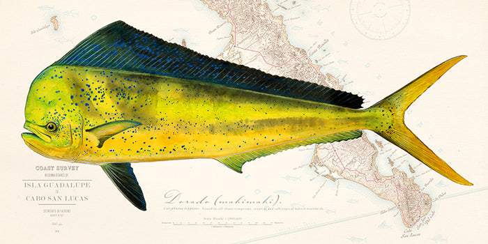 Dorado