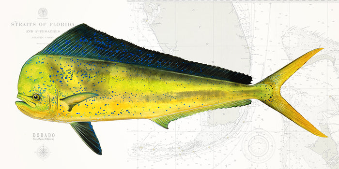 Dorado