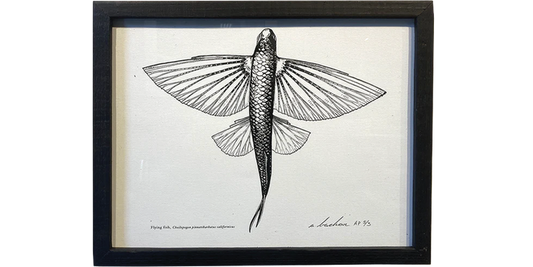 Flying Fish - Framed Quill & Ink Fine Art Print 11x14 (100 Editions)
