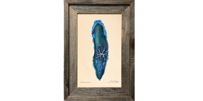 Gloomy nudibranch