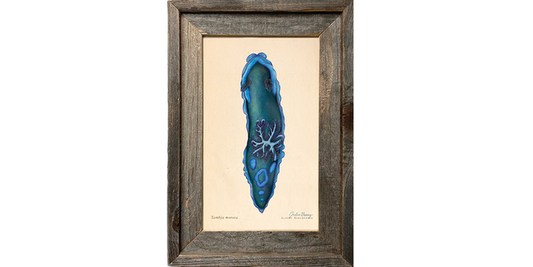 Gloomy nudibranch