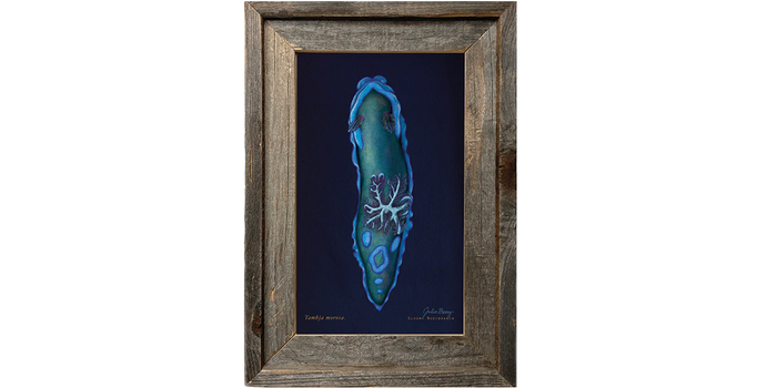Gloomy nudibranch