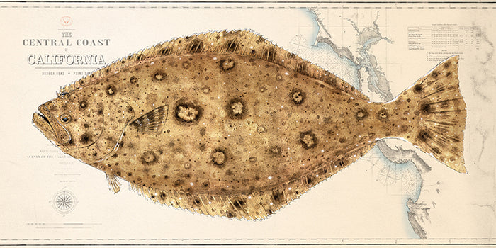 Halibut