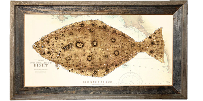 Halibut