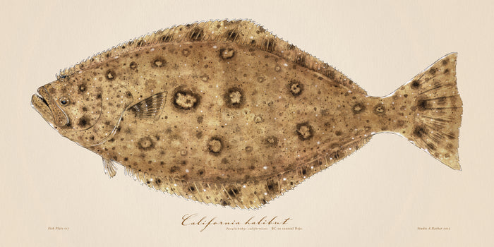 Halibut