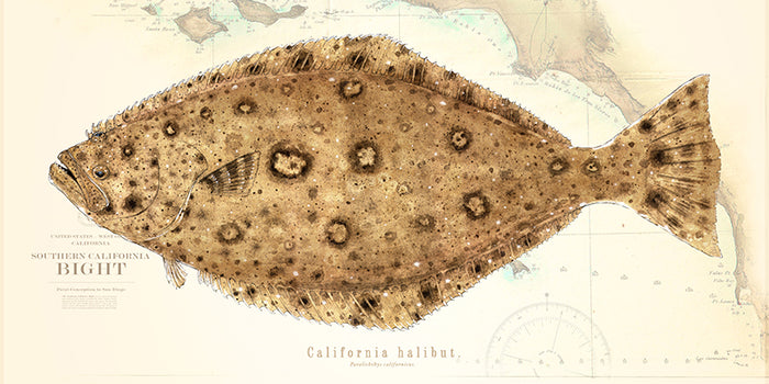 Halibut