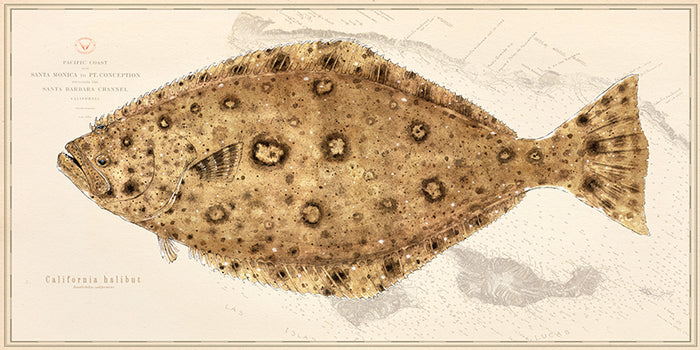 Halibut