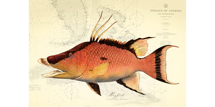 Hogfish