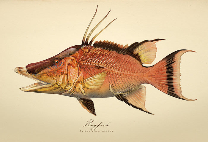 Hogfish