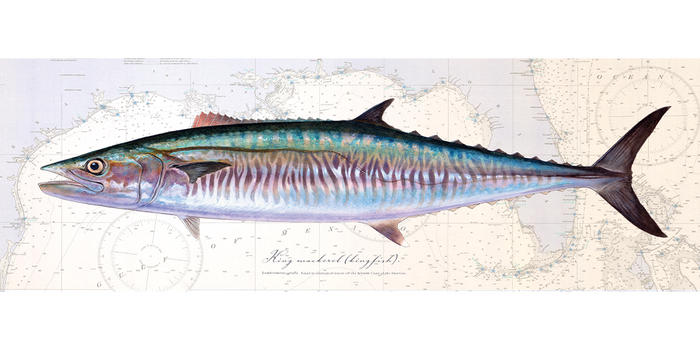 Kingfish