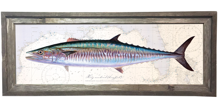 Kingfish