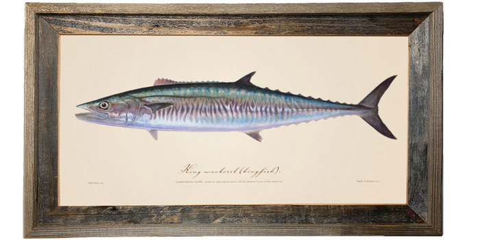Kingfish