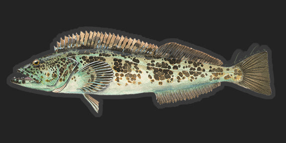 Lingcod - 8.5"