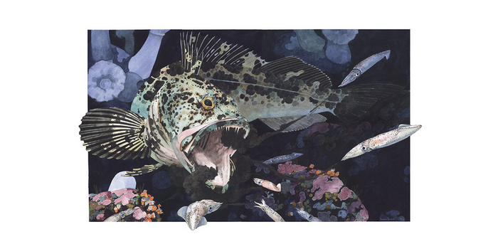 Lingcod Ambushing Squid
