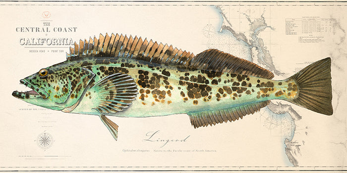 Lingcod