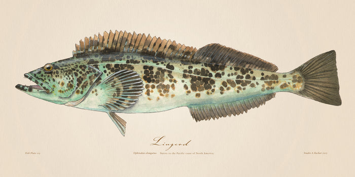Lingcod