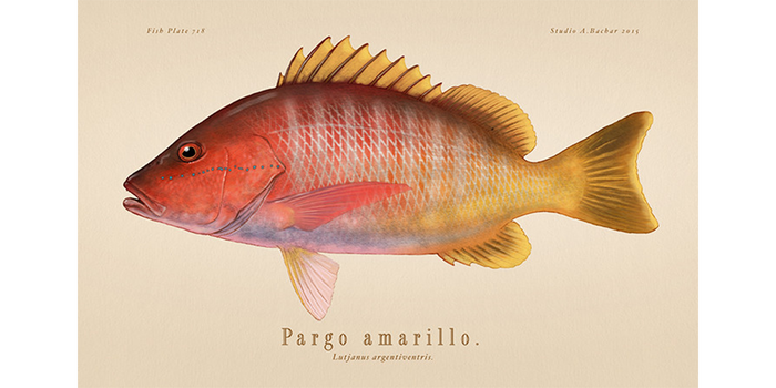 Pargo Amarillo
