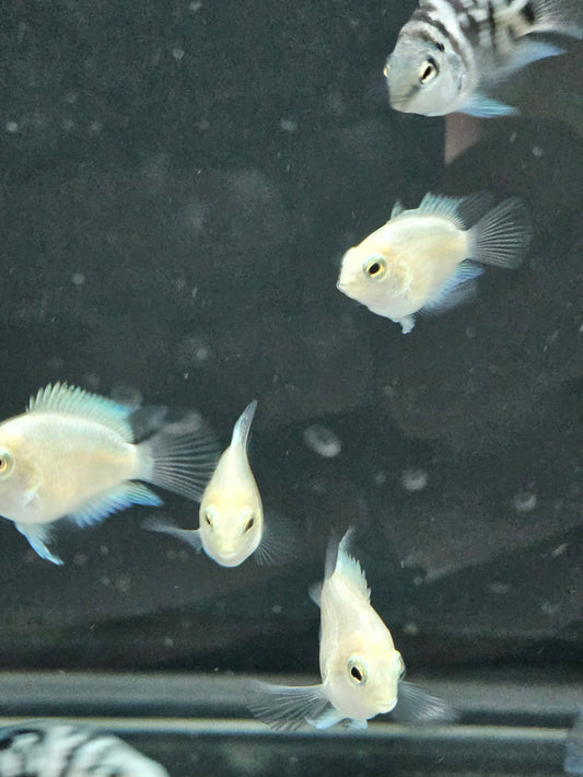 Platinum Parrot Cichlid