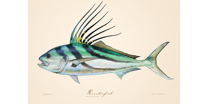 Roosterfish 119